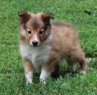 Nuget Gold Modrý dukát